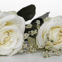 Zwei cremeweiße Rosen mit Schleierkraut